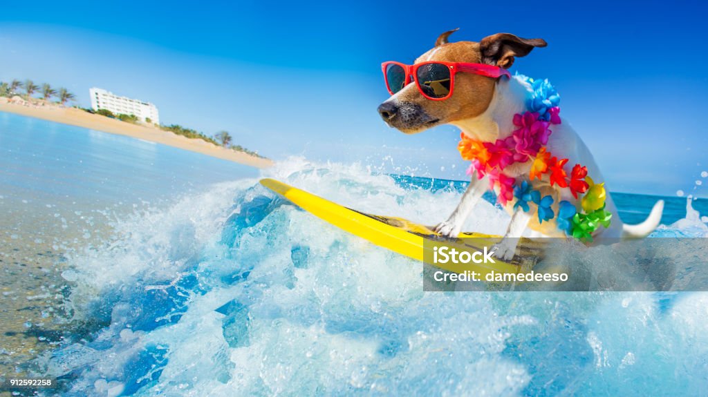 波のサーフィン犬 - 犬のロイヤリティフリーストックフォト