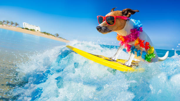 dog surfing on a wave jack russell dog surfing on a wave , on ocean sea on summer vacation holidays, with cool sunglasses and flower chain composition at the beach pictures stock pictures, royalty-free photos & images