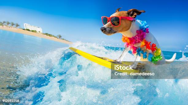 Dog Surfing On A Wave Stock Photo - Download Image Now - Dog, Surfing, Summer