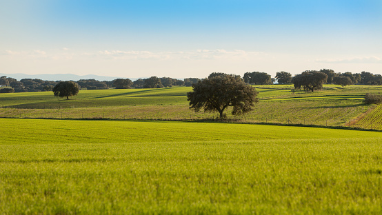 Fields of the Dehesa de Extremadura with its farmland