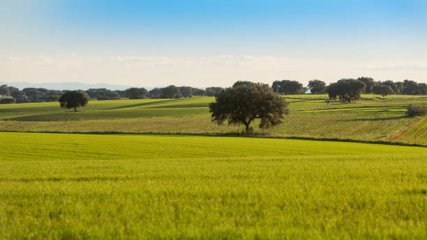 campos da dehesa de extremadura com suas terras. - hill green california grass - fotografias e filmes do acervo