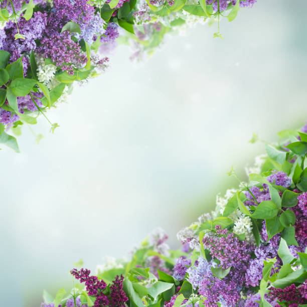 istock Bush of Lilac 912592744