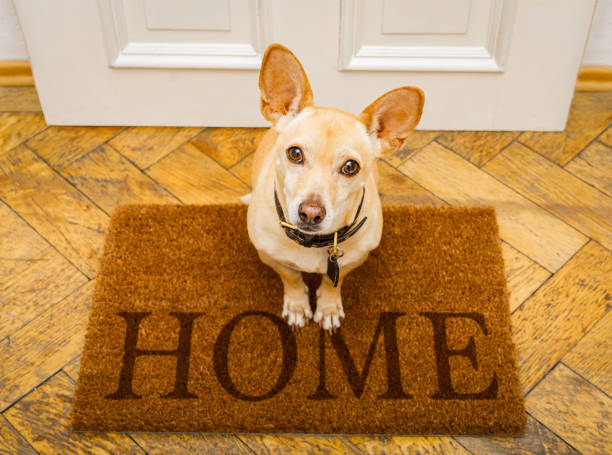 istock dog waits at door for a walk 912592968