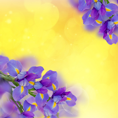 irises frame on bright golden bokeh background