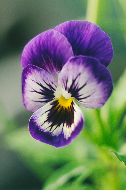 istock Pansies in a spring garden - Stock image 912593218