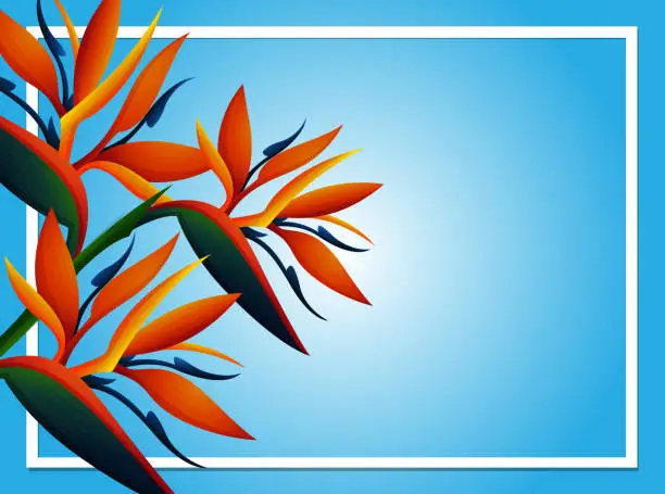 Vector illustration of Blue background template with birdofparadise flower