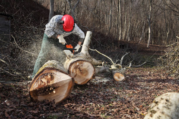 istock Lumberjack using chainsaw cutting big tree during the autumn wearing hardhat and headphones 912596014