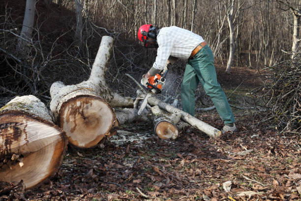 istock Lumberjack using chainsaw cutting big tree during the autumn wearing hardhat and headphones 912596044