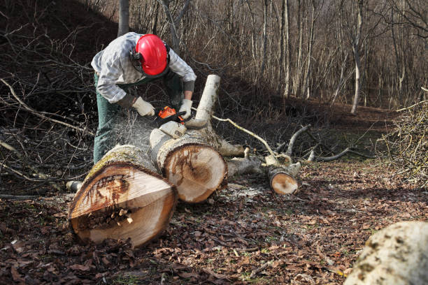 istock Lumberjack using chainsaw cutting big tree during the autumn wearing hardhat and headphones 912596092