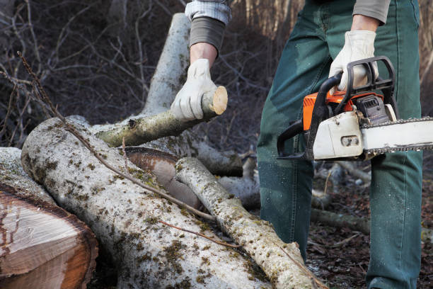 istock Lumberjack using chainsaw cutting big tree during the autumn close up 912596108