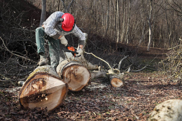 istock Lumberjack using chainsaw cutting big tree during the autumn wearing hardhat and headphones 912596110