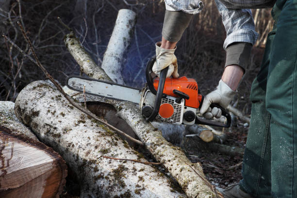 Lumberjack using chainsaw cutting big tree during the autumn close up