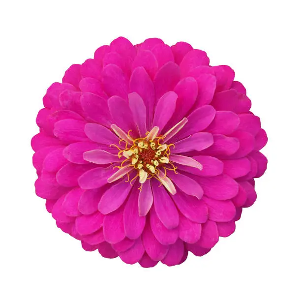 Photo of Pink flower bloom isolated on white background with clipping path, Zinnia is the popular garden flower and the first flower ever grown outside the Earth's biosphere.