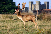 Fallow Deer in Knole Park, England