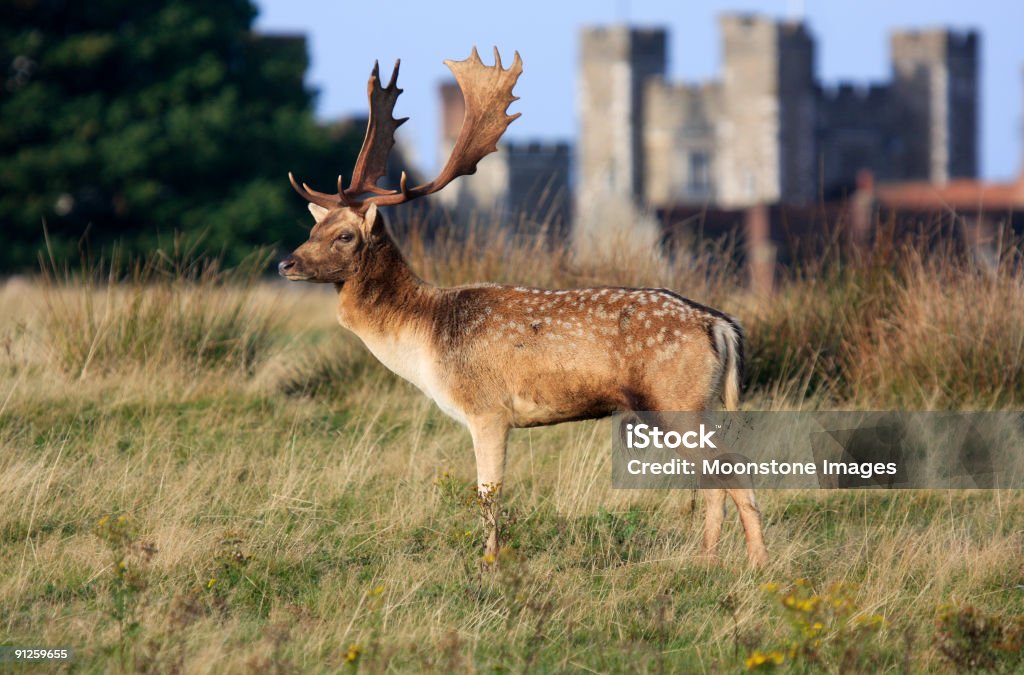 Daniel w Knole Park, Anglia - Zbiór zdjęć royalty-free (Kent - Anglia)