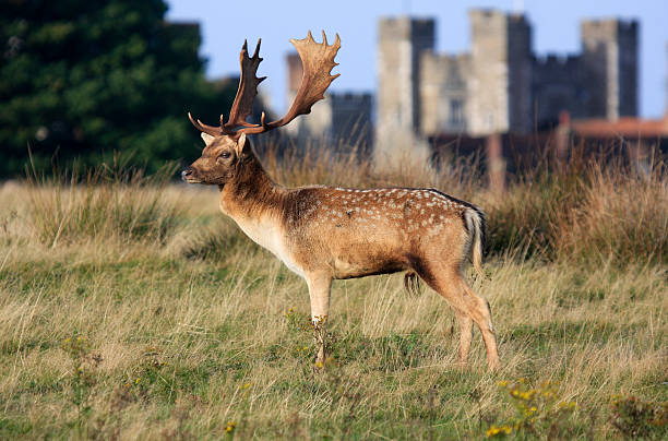 gamo em knole parque, inglaterra - kent inglaterra imagens e fotografias de stock