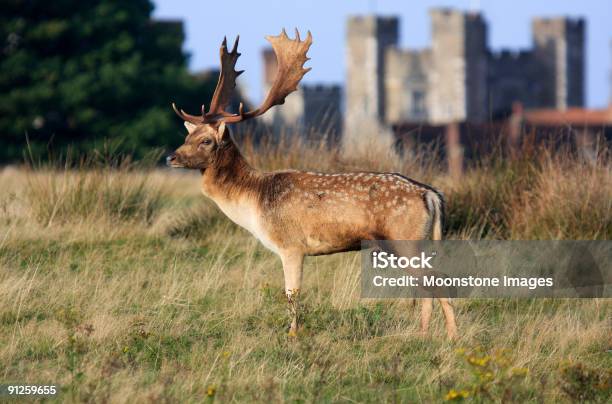 Gamo Em Knole Parque Inglaterra - Fotografias de stock e mais imagens de Kent - Inglaterra - Kent - Inglaterra, Knole, Parque público