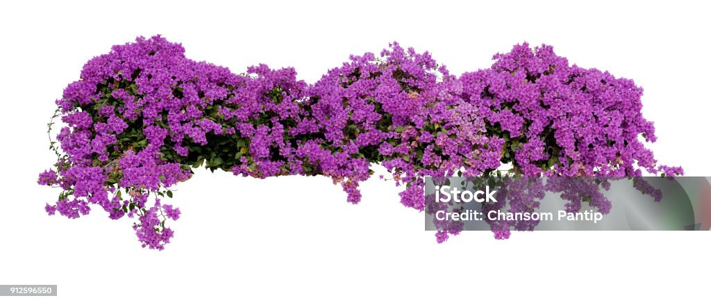 Large flowering spreading shrub of purple Bougainvillea tropical flower climber vine landscape plant isolated on white background, clipping path included. Flower Stock Photo