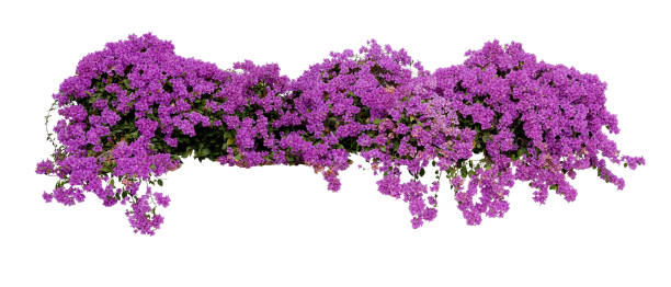 Large flowering spreading shrub of purple Bougainvillea tropical flower climber vine landscape plant isolated on white background, clipping path included. Large flowering spreading shrub of purple Bougainvillea tropical flower climber vine landscape plant isolated on white background, clipping path included. tropical blossom stock pictures, royalty-free photos & images