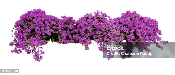 Large Flowering Spreading Shrub Of Purple Bougainvillea Tropical Flower Climber Vine Landscape Plant Isolated On White Background Clipping Path Included Stock Photo - Download Image Now