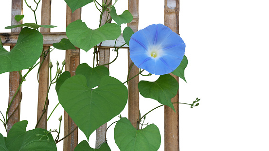 Like all morning glories, the plant entwines itself around structures, growing to a height of 2–3 m (6 ft 7 in – 9 ft 10 in) tall. The leaves are heart-shaped and the stems are covered with brown hairs. The flowers are trumpet-shaped, predominantly blue to purple or white, and 3–6 cm (1.2–2.4 in) in diameter.[5]