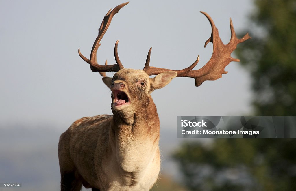 Daim à Knole Park, Angleterre - Photo de Daim - Famille du cerf libre de droits