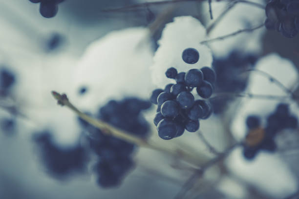 istock Branches of bush with black berries covered with snow on a winter day. Toned image 912596700