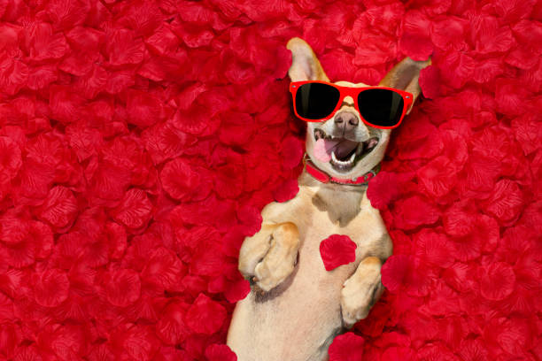 istock valentines dog   with  rose petals 912599292