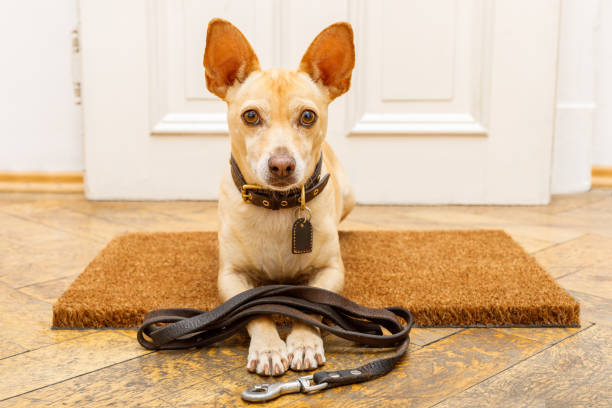 istock dog waits at door for a walk 912600148