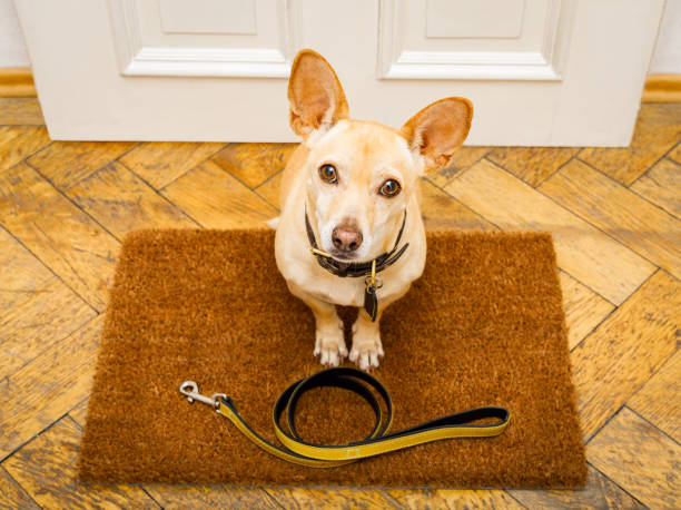 istock dog waits at door for a walk 912600624