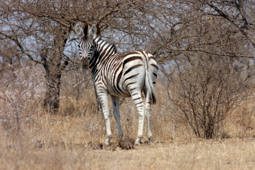 An image of a zebra in a field looking back with a hot air balloon on the background