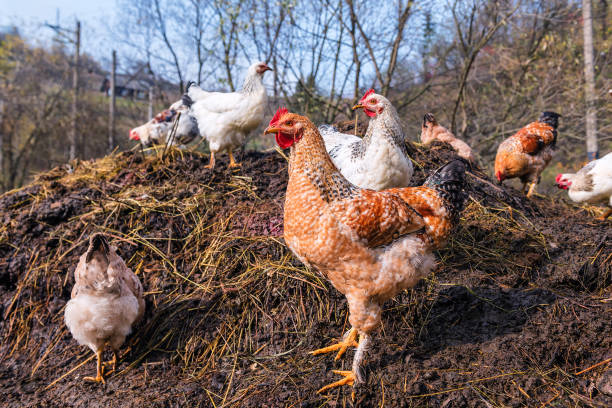 istock chickens on a pile of manure 912607140