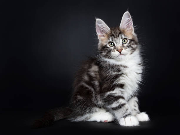 istock Maine Coon laying/ Sitting on black background 912608034