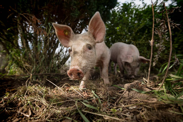 istock Young Outdoor Raised Organic Pigs 912610666