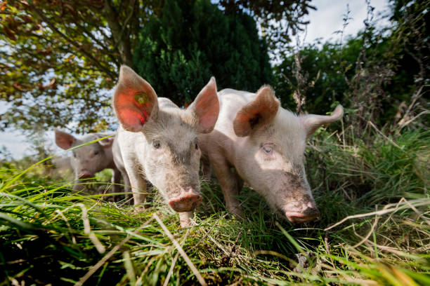 istock Young Outdoor Raised Organic Pigs 912610706