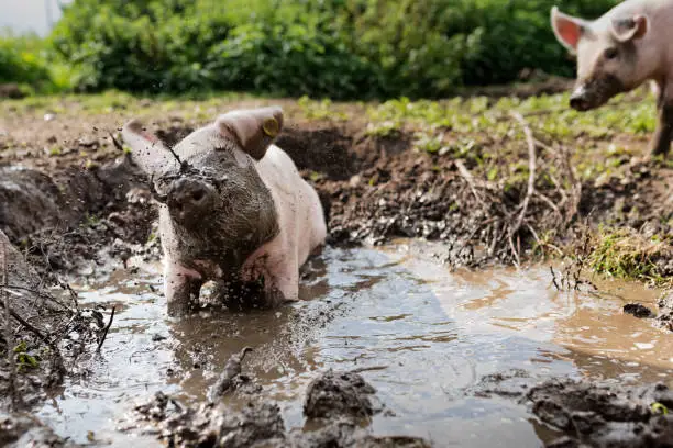 Group of young pigs playing in a mud bath. Colour, horizontal format, low angle view looking up to the pigs with some copy space. Photographed on small organic farm in Denmark on the island of Møn.