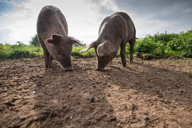 Little pigs in the farm
