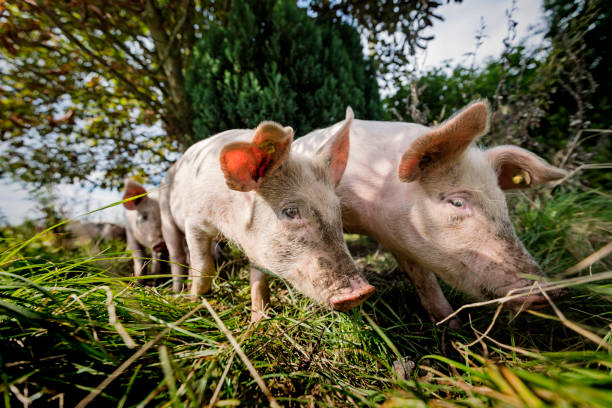 istock Young Outdoor Raised Organic Pigs 912611138