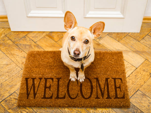 istock dog waits at door for a walk 912611856