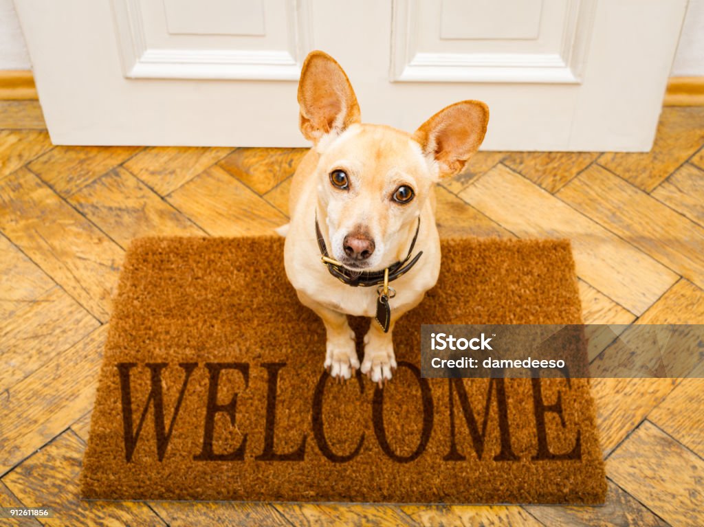 dog waits at door for a walk podenco dog waiting for owner to play  and go for a walk on door mat ,behind home door entrance and welcome sign Dog Stock Photo