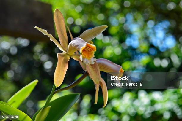 Beautiful Cattleya Forbesii Orchid Stock Photo - Download Image Now - Beauty, Botany, Brazil