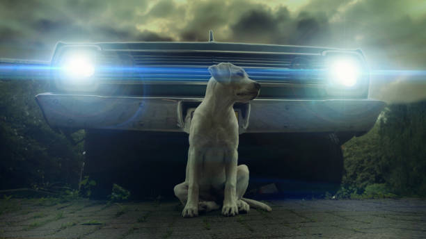 labrador retriever dog puppy sitting in front of a vintage car Looking like a cool movie scene - a labrador puppy in front of an old car bumper photos stock pictures, royalty-free photos & images