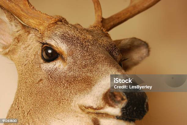 속채운 및 장착 0명에 대한 스톡 사진 및 기타 이미지 - 0명, People For The Ethical Treatment of Animals, 개체 그룹