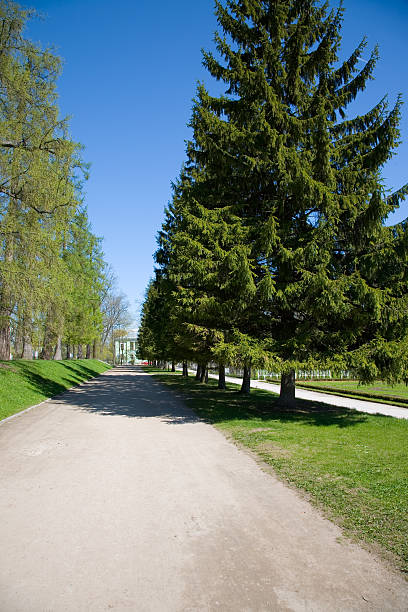 istock alley with firs 91261842