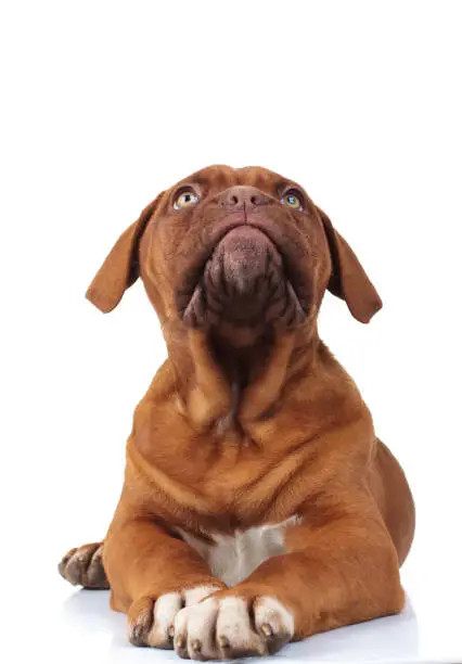 curious little dogue de bordeaux puppy dog looks up while lying down on white background