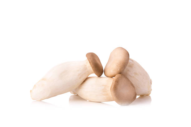 istock King Oyster mushroom (Eringi) on white backgroud 912620964
