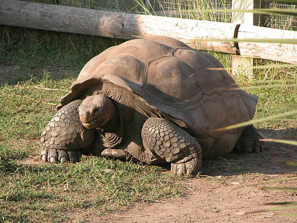 tortue géante-grande tartaruga - foto de acervo