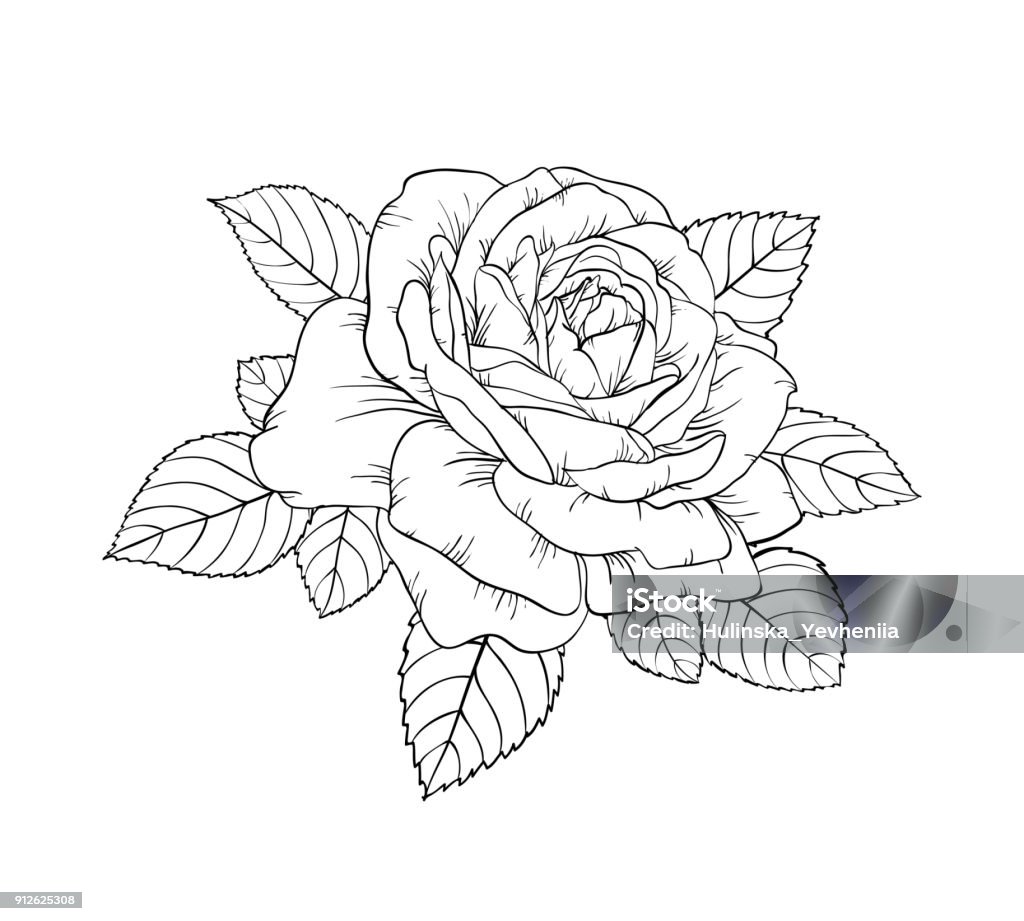 schöne schwarz / weiß stieg und verlässt. Blumenarrangement auf Hintergrund isoliert. Design Grußkarte und Einladung für Hochzeit, Geburtstag, Valentines Tag Muttertag s, Urlaub. - Lizenzfrei Rose Vektorgrafik