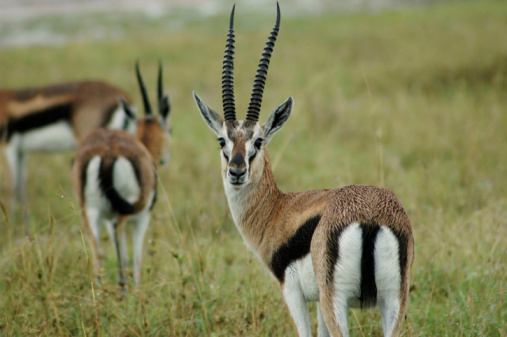 Gazelle Stock Photo - Download Image Now - Animal, Animal Wildlife, Color Image - iStock Gazelle Stock Photo - Download Image Now - Animal, Animal Wildlife, Color Image - iStock