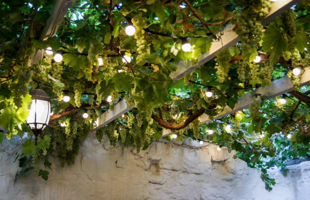 istock Ceiling with bunches of grapes. 912625526